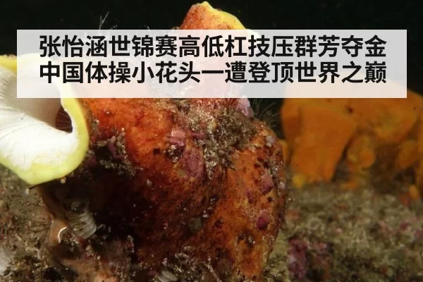 张怡涵世锦赛高低杠技压群芳夺金 中国体操小花头一遭登顶世界之巅